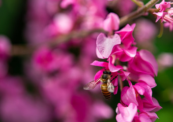 Selected focus on beautiful blooming sweet pink Maxican creeper flowers and bee with blurred...