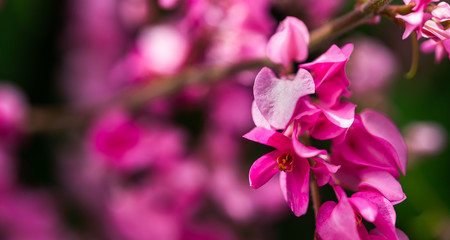 Selected focus on beautiful fresh blooming sweet pink Maxican creeper flowers with blurred flowers background