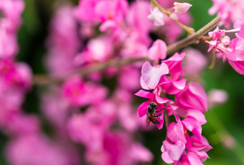 Naklejka na ściany i meble Bee around with beautiful sweet polygonaceae flowers