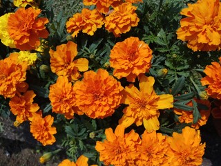 marigold flower in garden in india