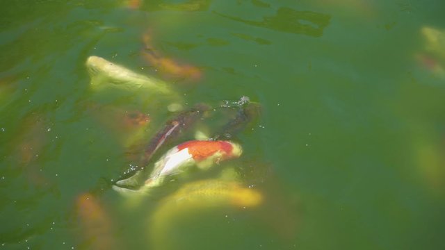 Koi carp swimming in green murky water at Kek Lok Si temple, close up