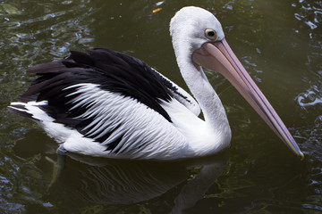 Pelicants in the pond