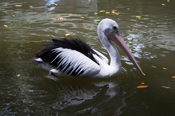 Pelicants in the pond