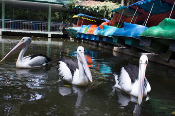 Pelicants in the pond