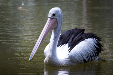 Pelicants in the pond