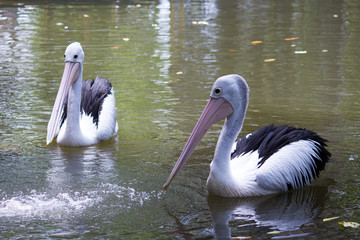 Pelicants in the pond