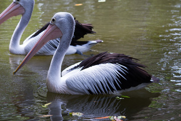 Pelicants in the pond