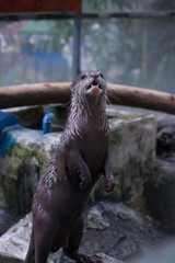 very cute otters