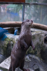 very cute otters