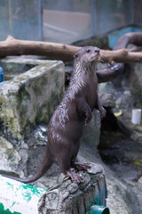 very cute otters