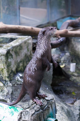 very cute otters