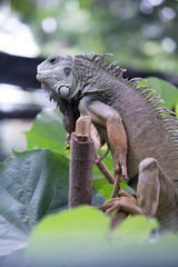 Iguana in a tree branch