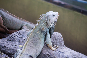 Iguana in a tree branch