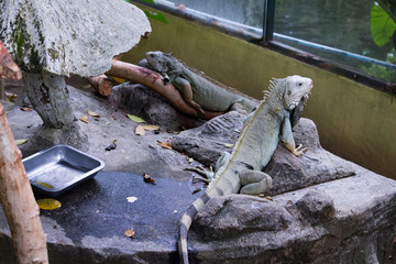 Iguana in a tree branch