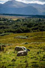 sheep in the mountains