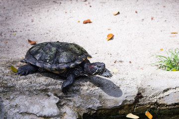 turtle on sand
