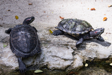 turtle on rock