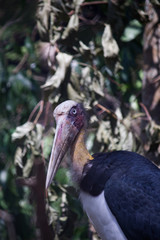 Lesser adjutant in tree branches