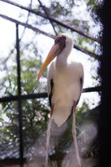 Milky stork, dominant white body color, black spots on the primary wing and bald face pink.
