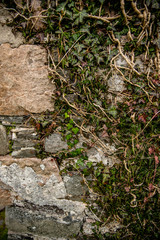 stone wall with moss