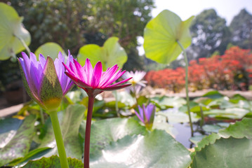 Colorful lotus flowers in spring