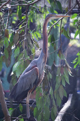 Purple heron