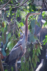 Purple heron