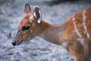portrait of a deer