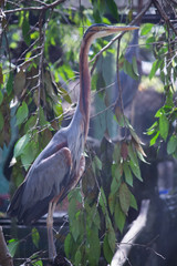 Purple heron