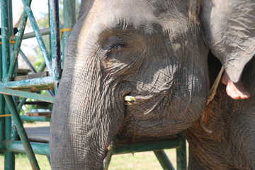 elephant activities in a conservation park