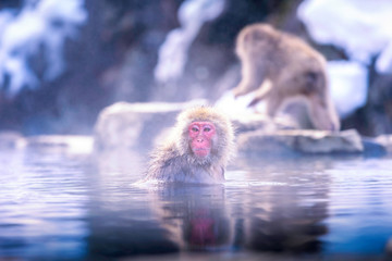 Naklejka premium Travel Asia. The Red-cheeked monkey is soaking in the water to relax the cold happily. During winter, You see monkeys soaking at Hakodate is popular hot spring. The snow monkeys soak in Japan.