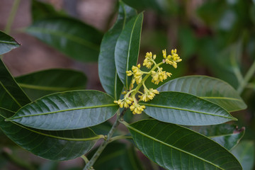 Obraz premium Flower of Marian plum tree.