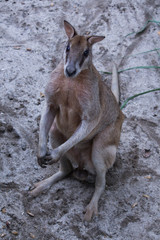 Kangaroo on the sand