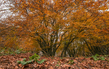 Wonderful colors of the autumn season in the italian park