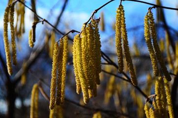 Fototapeta premium Pollination by bees earrings hazelnut. Flowering hazel hazelnut
