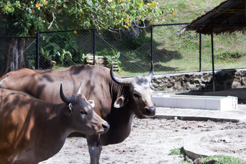 A pair of bulls