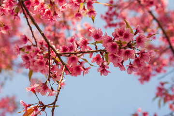 Sakura full bloom in spring season