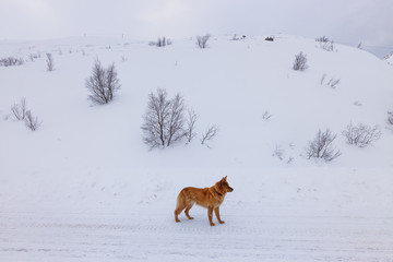 Red dog stands on the road in the old fishing village on the shore of the Barents sea, the Kola Peninsula, Teriberka, Russia