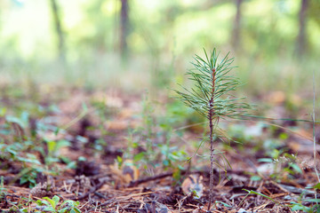 Young pine sprout growing on blurred green background with copy space. Ground in forest covered with pine needles.