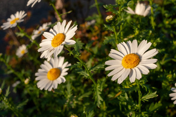 夕暮れの花壇の白い花