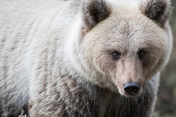 Oso pardo albino