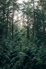 morning in the forest