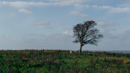 tree in the field