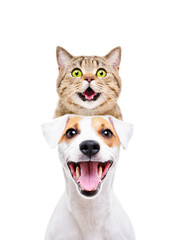 Portrait of funny cat Scottish Straight on the head of a Jack Russell Terrier isolated on white background