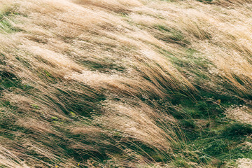 wheat field in summer