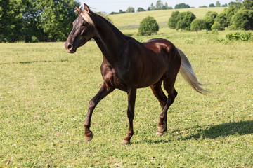 A silver-black horse breed Rocky mountains horse gallops across a field on a summer day