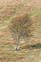 tree in the meadow