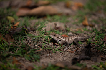 lizard in the grass