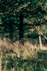 grass in the forest with mushroom