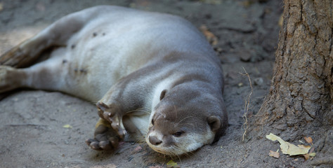 Fototapeta premium otter in zoo